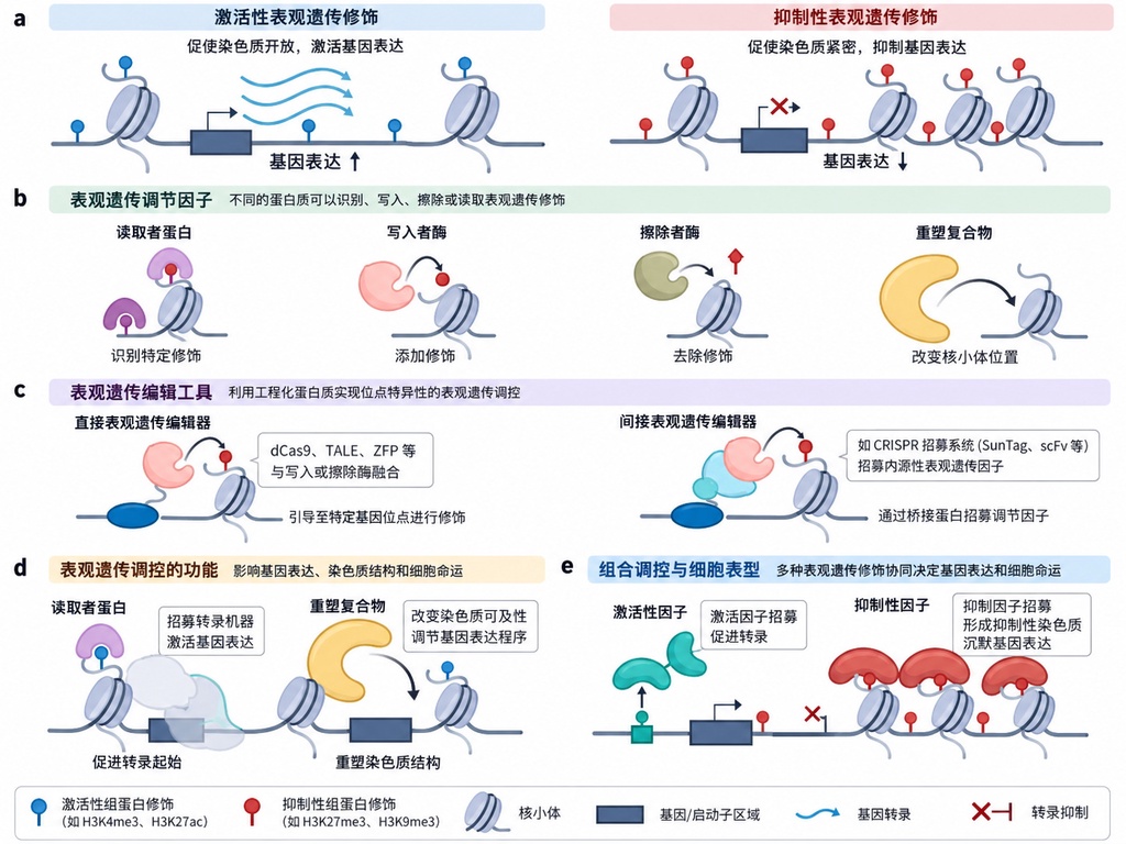 不改写基因也能关掉病毒,新疗法给乙肝病毒做标记