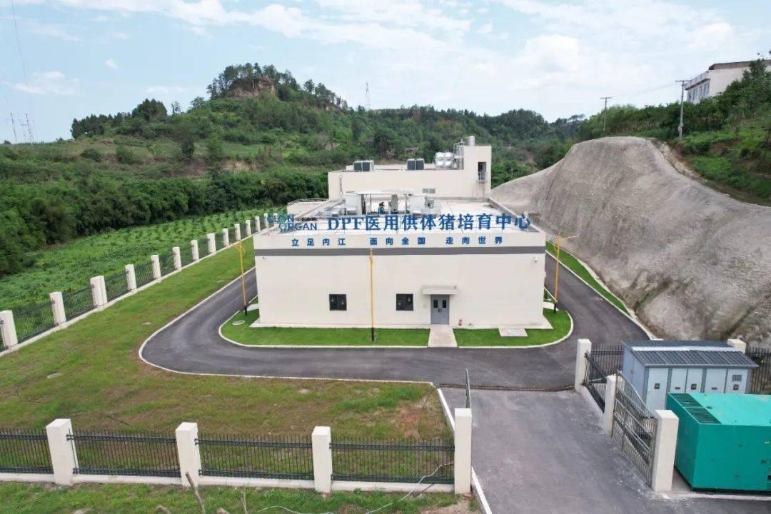 “四川造”基因编辑猪肝脏移植人体 异种肝移植向临床迈进关键一步